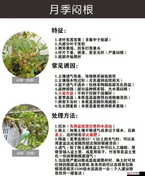 探索缺氧无肥种植作物新方法，开辟绿色农业可持续发展的另类实践途径